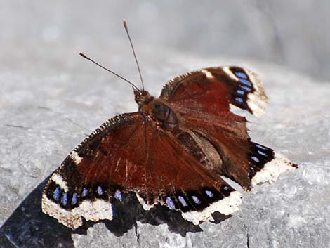 Mourning Cloak (Nymphalis antiopa)