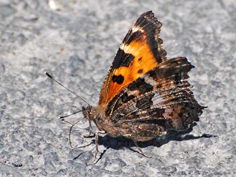 California Tortoiseshell (Nymphalis californica)