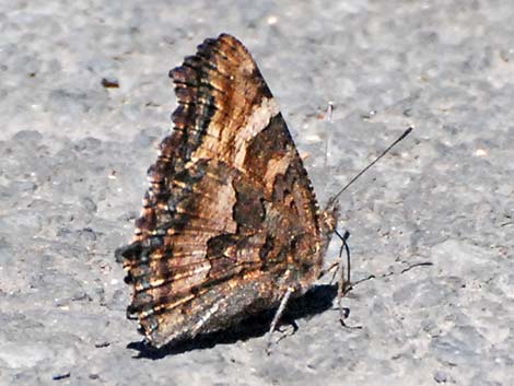 California Tortoiseshell (Nymphalis californica)