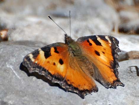 California Tortoiseshell (Nymphalis californica)