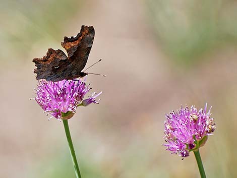 Comma (Polygonia spp.)