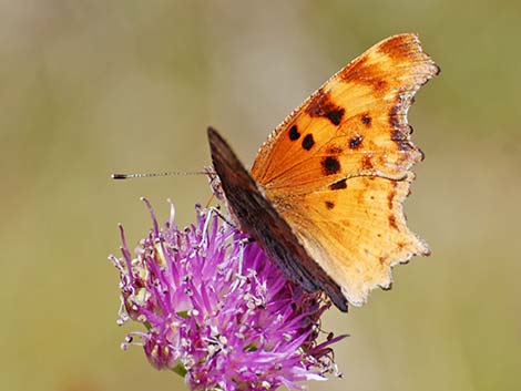 Comma (Polygonia spp.)