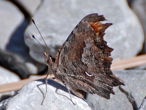 Comma (Polygonia sp.)