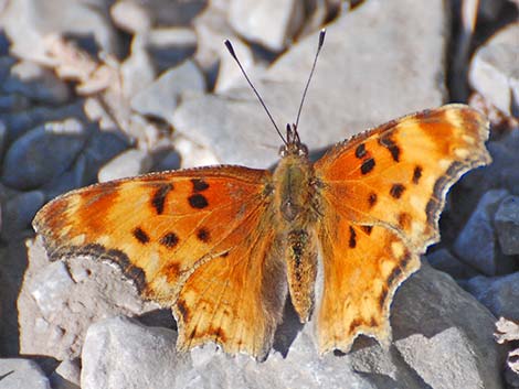 Zephyr Anglewing (Polygonia zephyrus)