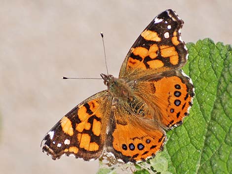 West Coast Lady (Vanessa annabella)