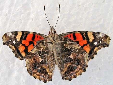 West Coast Lady (Vanessa annabella)