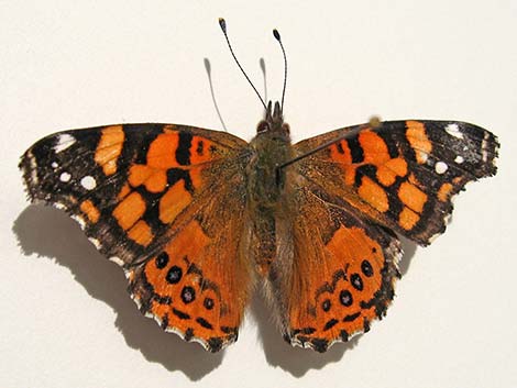 West Coast Lady (Vanessa annabella)