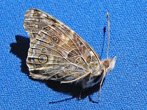 Painted Lady (Vanessa cardui)