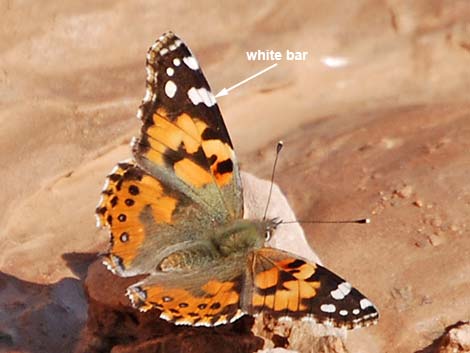 Painted Lady (Vanessa cardui)