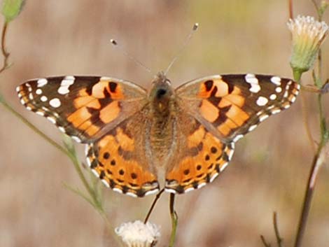 Painted Lady (Vanessa cardui)