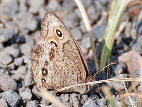 Common Wood Nymph (Cercyonis pegala)