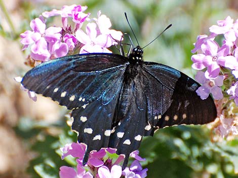 Pipevine Swallowtail (Battus philenor)