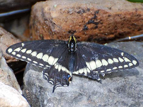 Black Swallowtail (Papilio polyxenes)