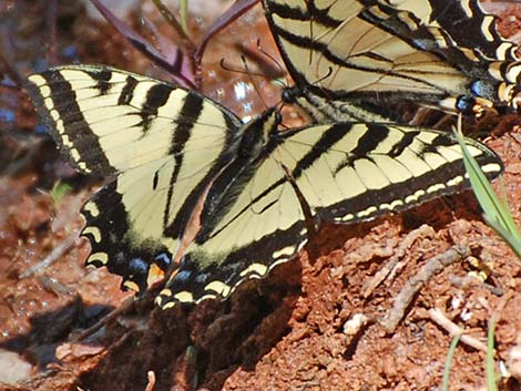 Western Tiger Swallowtail (Papilio rutulus)