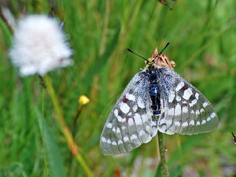 Clodius Parnassian (Parnassius clodius)