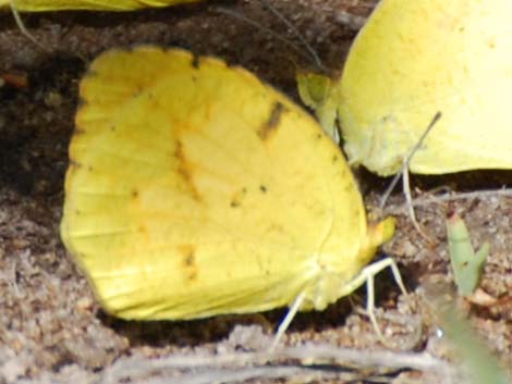 Sleepy Orange Butterfly (Abaeis nicippe)