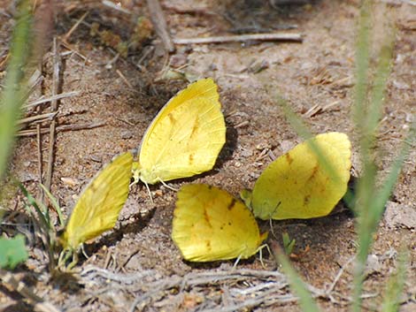 Sleepy Orange Butterfly (Abaeis nicippe)