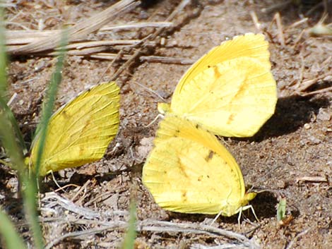 Sleepy Orange Butterfly (Abaeis nicippe)