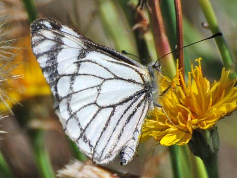 Pine White (Neophasia menapia)