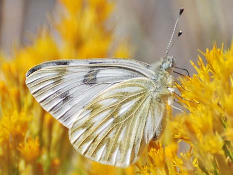 Western White (Pontia occidentalis)