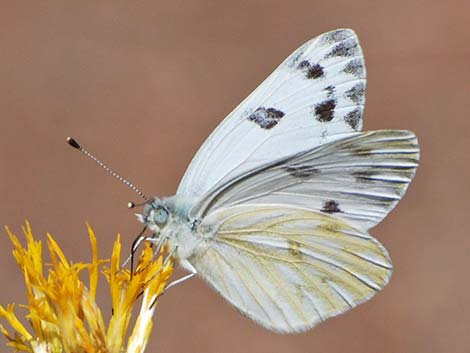 Western White (Pontia occidentalis)