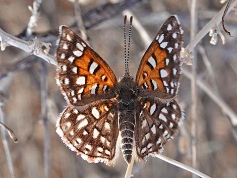 Mormon metalmark (Apodemia mormo mormo)