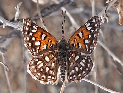 Mormon metalmark (Apodemia mormo mormo)