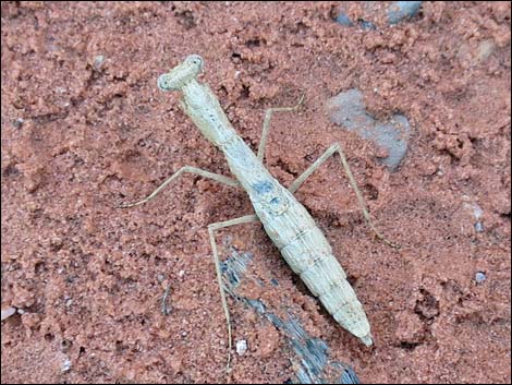 Small Ground Mantids (Litaneutria obscura)