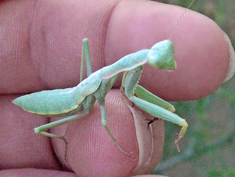 California Mantid (Stagmomantis californica)