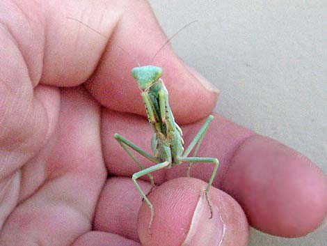 California Mantid (Stagmomantis californica)