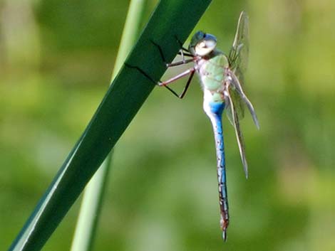 Common Green Darner (Anax junius)