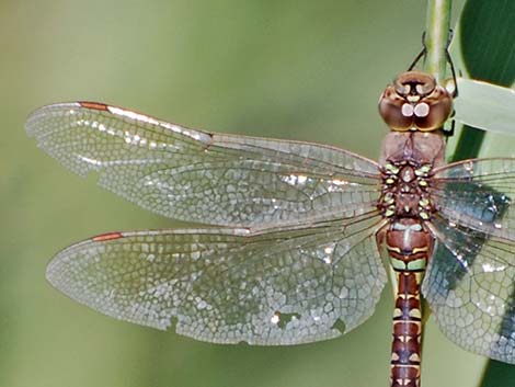 Blue-eyed Darner (Rhionaeschna multicolor)