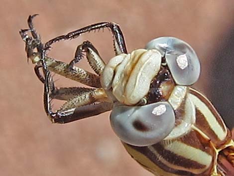 White-belted Ringtail (Erpetogomphus compositus)