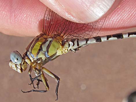 White-belted Ringtail (Erpetogomphus compositus)