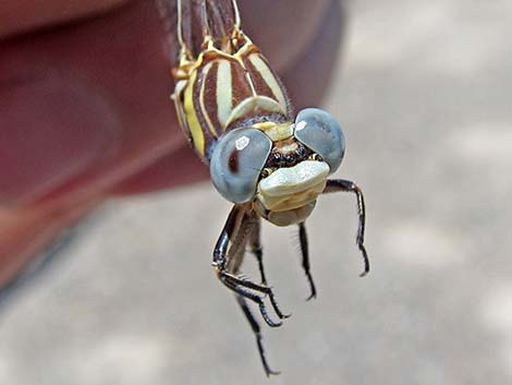 White-belted Ringtail (Erpetogomphus compositus)