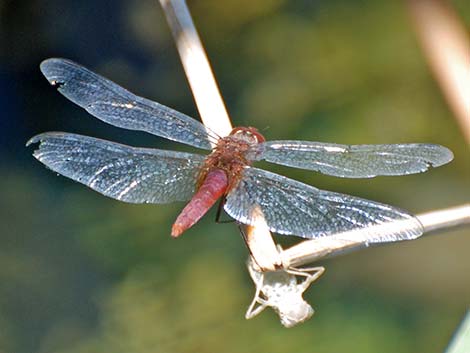 Red-tailed Pennant (Brachymesia furcata)