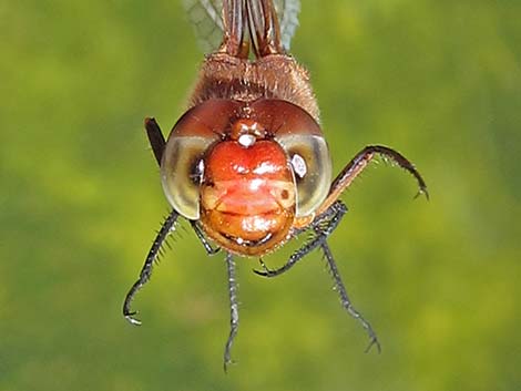 Red-tailed Pennant (Brachymesia furcata)