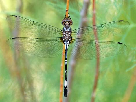 Pale-faced Clubskimmer (Brechmorhoga mendax)