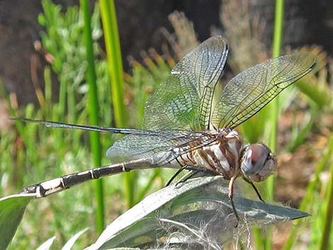 Pale-faced Clubskimmer (Brechmorhoga mendax)