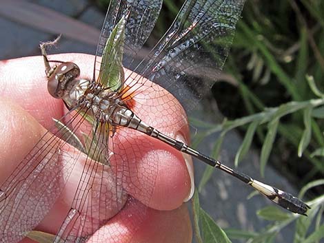 Pale-faced Clubskimmer (Brechmorhoga mendax)