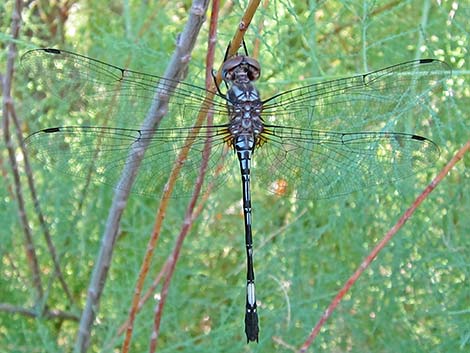 Pale-faced Clubskimmer (Brechmorhoga mendax)