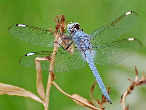 Comanche Skimmer (Libellula comanche)