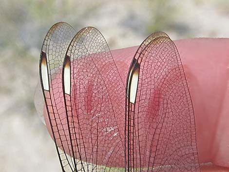 Comanche Skimmer (Libellula comanche)