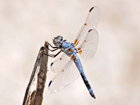 Bleached Skimmer (Libellula composita)