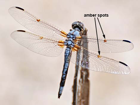 Bleached Skimmer (Libellula composita)