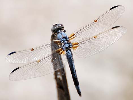 Bleached Skimmer (Libellula composita)