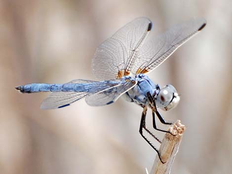 Bleached Skimmer (Libellula composita)