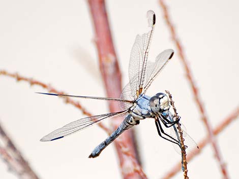 Bleached Skimmer (Libellula composita)