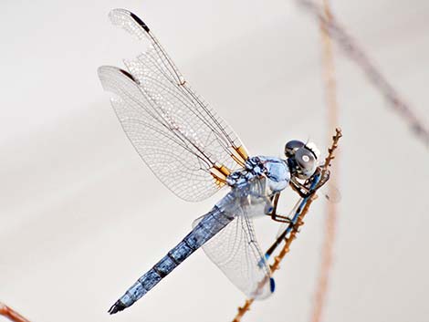 Bleached Skimmer (Libellula composita)