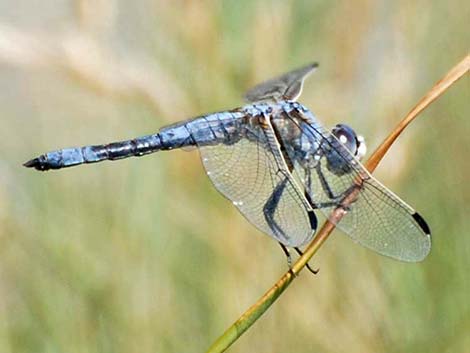 Bleached Skimmer (Libellula composita)